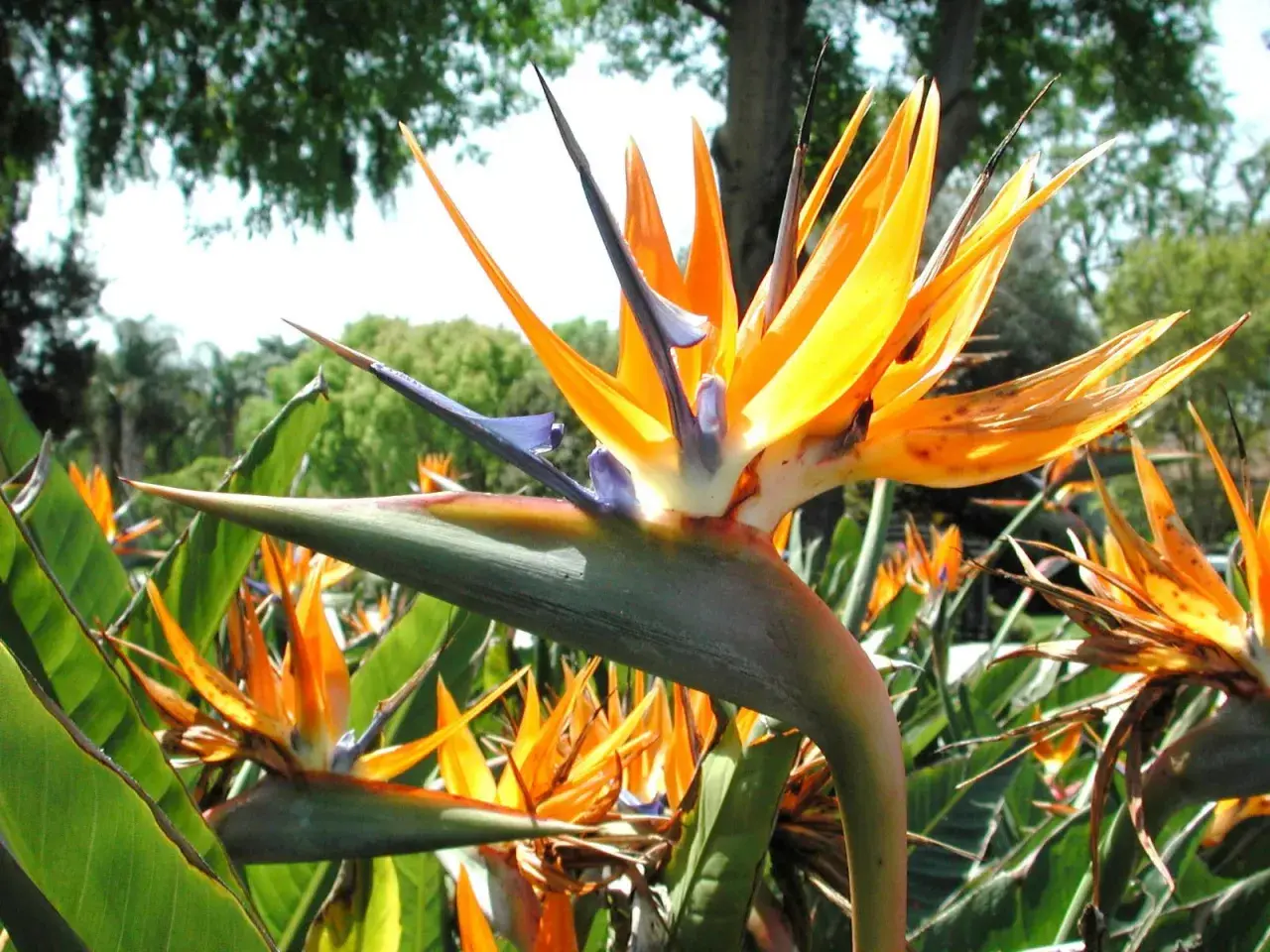 Una planta ave del paraíso despliega sus vibrantes pétalos naranjas y azules, como un pájaro exótico en pleno vuelo, rodeada de exuberante follaje verde.