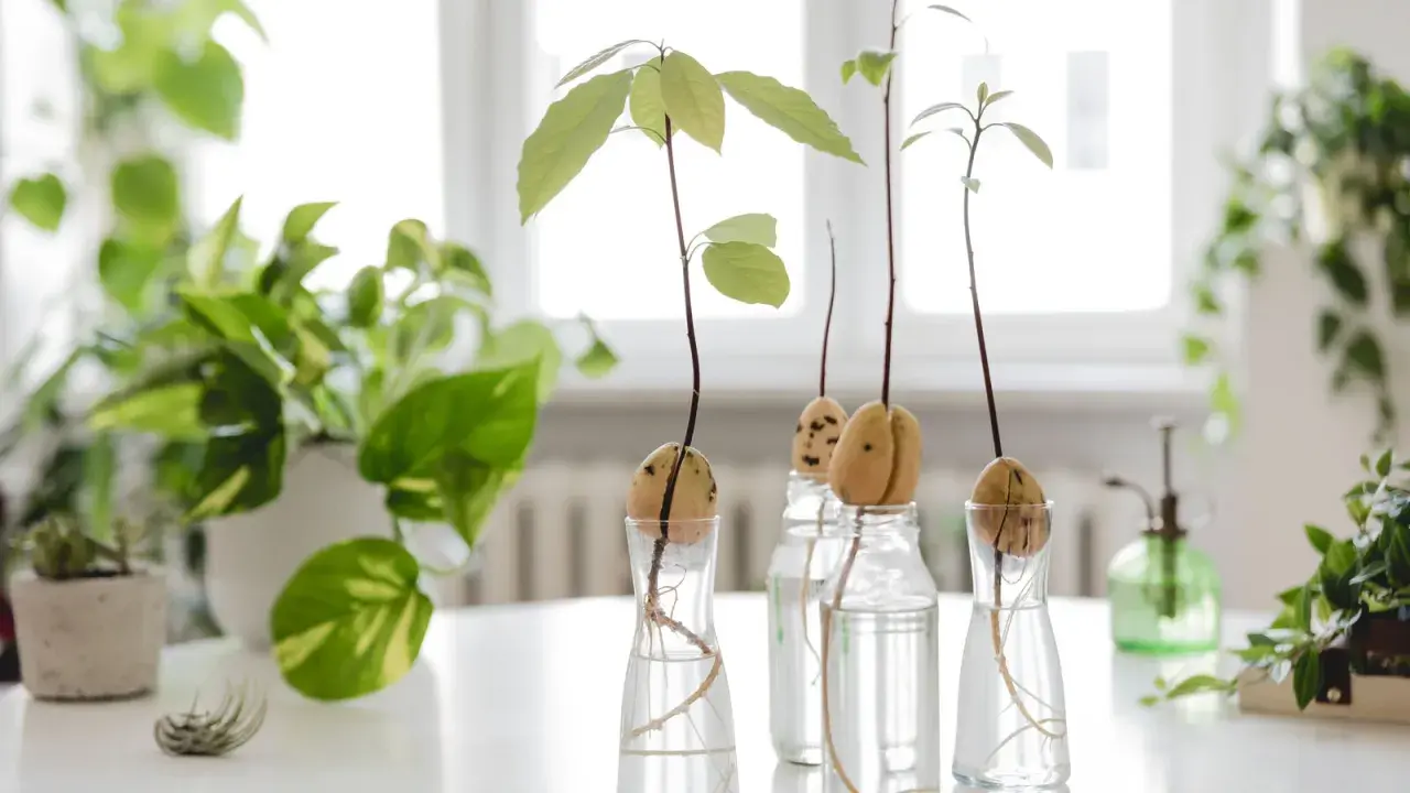 Plusieurs noyaux d'avocat en germination dans des verres d'eau, avec des racines et de jeunes pousses vertes.