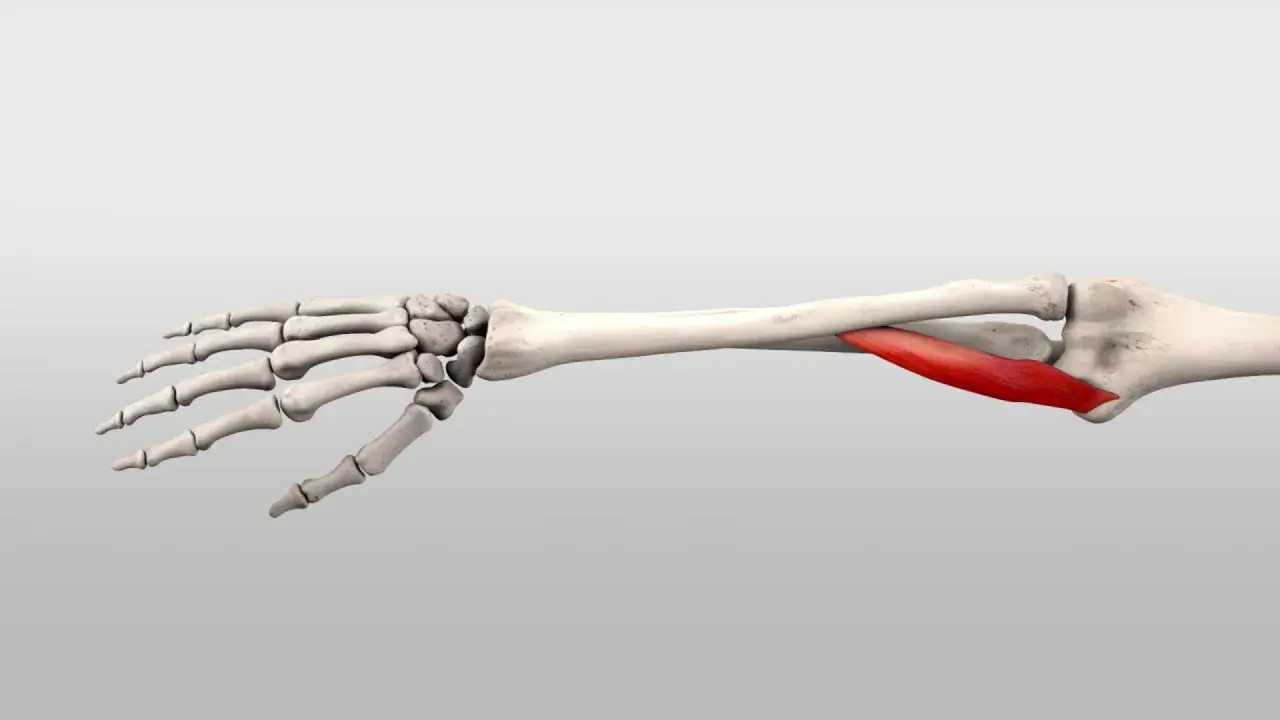 Knochen des Unterarms und der Hand mit hervorgehobenem roten Muskel, dem pronator teres.