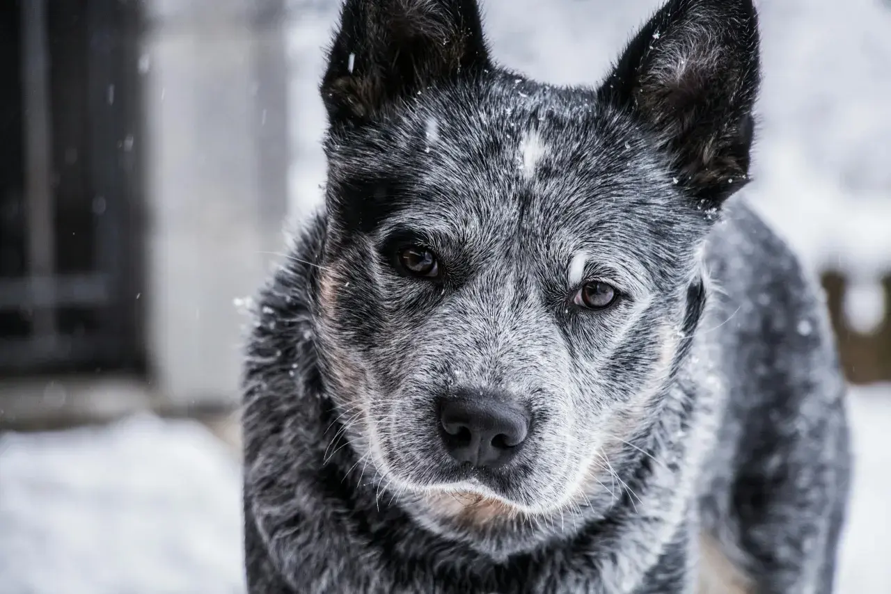Szary australian cattle dog w śniegu. Zastanawiasz się nad australian cattle dog cena?