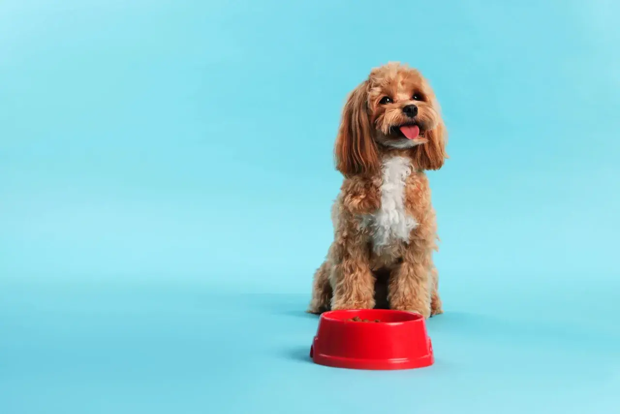 Ein süßer Hund sitzt vor einem roten Napf mit Futter und zeigt beeindruckende Impulskontrolle.