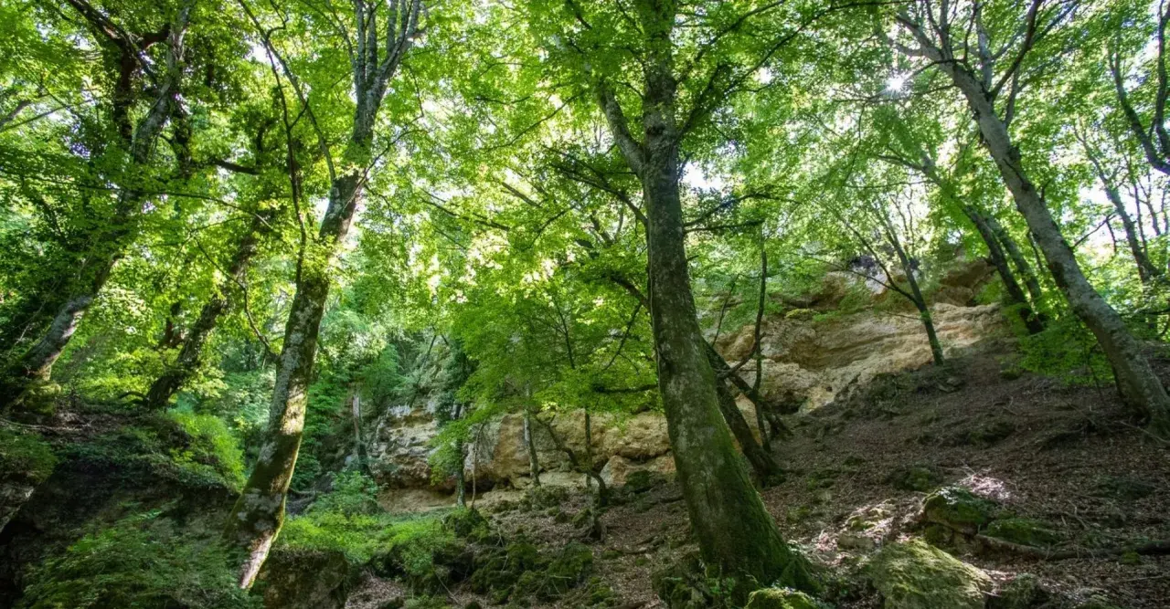 Un sentiero nel bosco del Val di Chiana, tra alberi secolari e rocce calcaree illuminate dal sole.