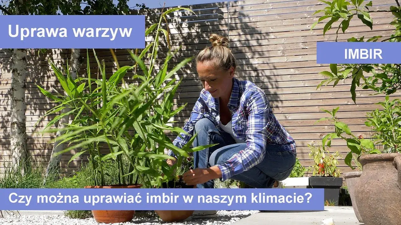 Jak wygląda imbir w doniczce? Odkryj jego piękne cechy i pielęgnację