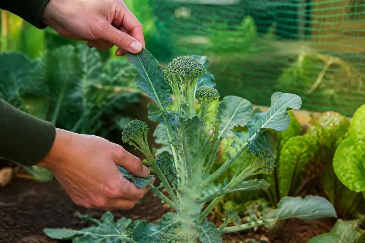 Hände prüfen den frischen Brokkoli im Garten. Die Erntezeit ist gekommen, und die grünen Röschen sind bereit.