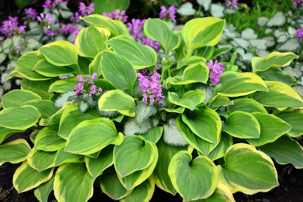 Ein Hosta mit gelbgrünen Blättern und kleinen violetten Blüten. Ein schöner funkien standort im Garten.