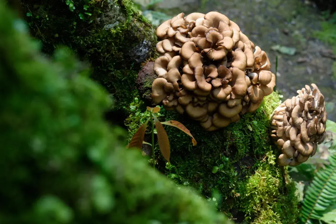 Maitake cresce su un tronco coperto di muschio. Le sue proprietà benefiche sono note da tempo.