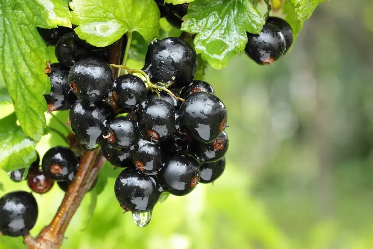 Glänzende, nasse schwarze Johannisbeeren hängen an einem Ast, umgeben von grünen Blättern. Ein Tropfen Wasser fällt von einer Beere.