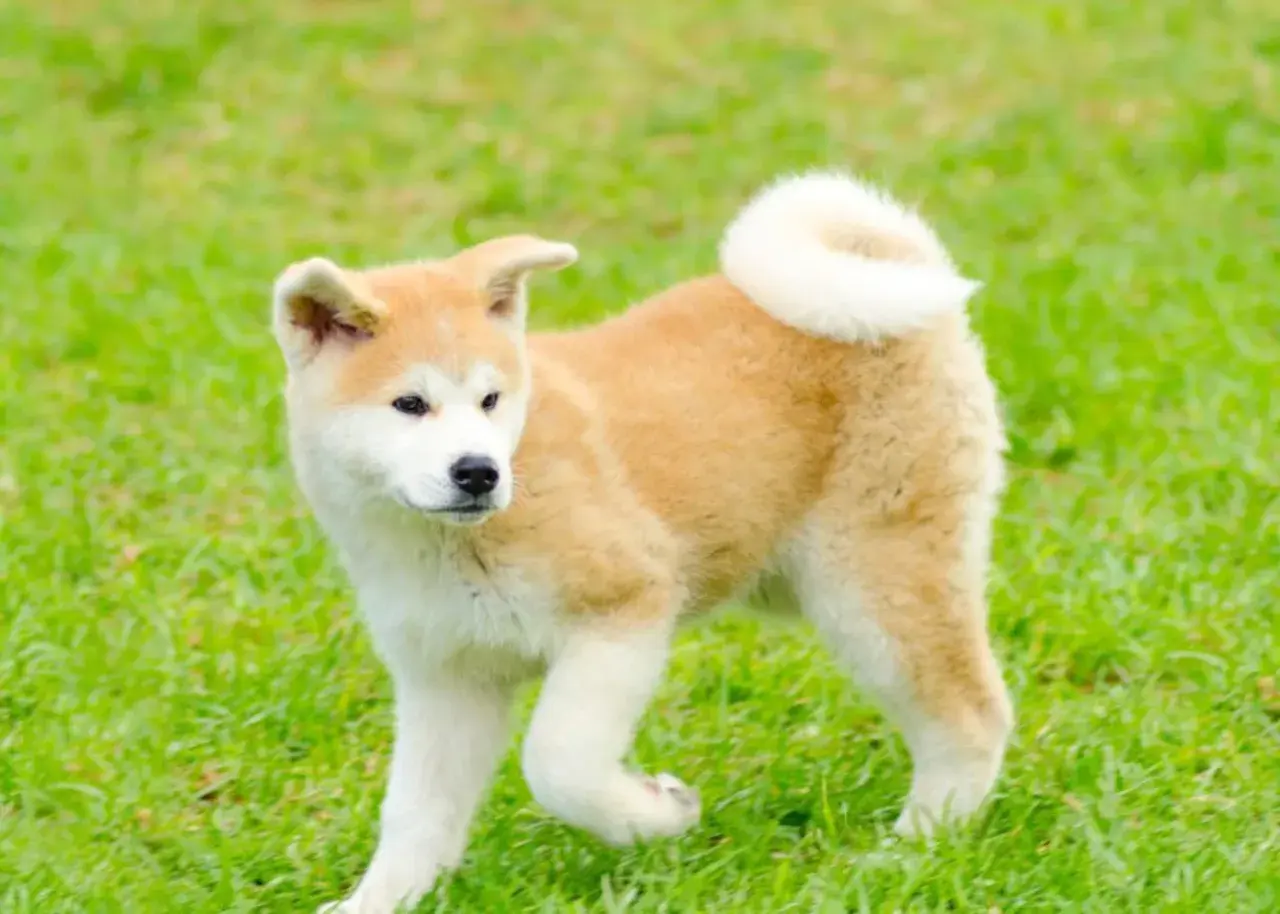 Akita Inu: Ile kosztuje szczeniak i utrzymanie? Sprawdź!