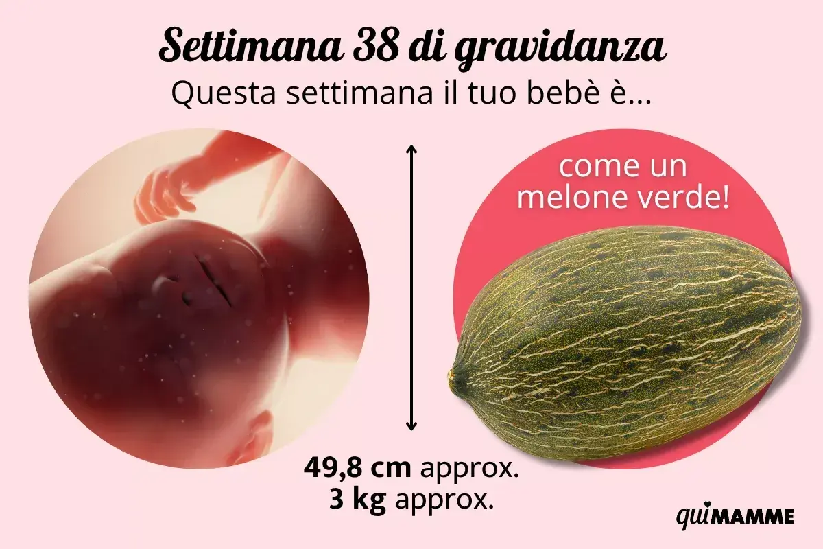 A 38 settimane di gravidanza, il tuo bebè è grande come un melone verde, circa 49,8 cm e 3 kg.