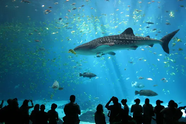Oceanarium Ustka – Fascynujące gatunki ryb i niezapomniane wrażenia