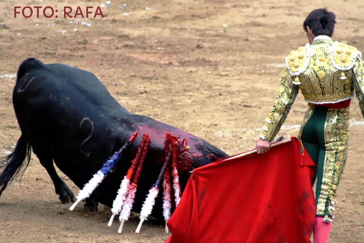 El torero Francisco Marco, con su traje de luces dorado, se prepara para el lance final ante un toro herido en la arena.