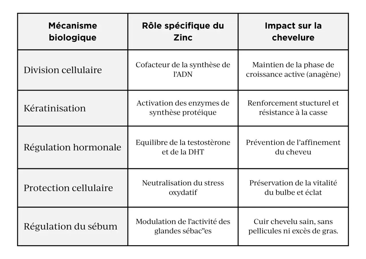 Tableau détaillant le rôle du zinc dans la santé des cheveux : division cellulaire, kératinisation, régulation hormonale, protection cellulaire et sébum.