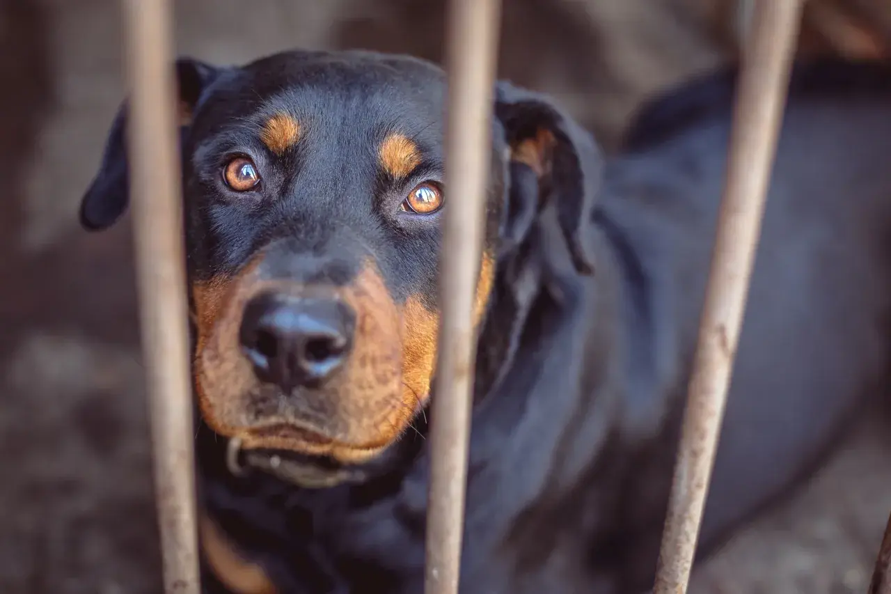 Smutny rottweiler za kratami. Czy można zabić psa w obronie własnej? Jego oczy pytają.