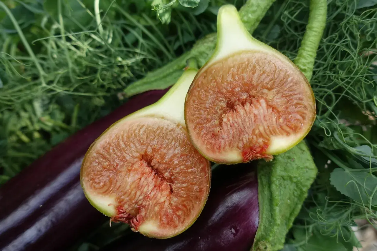 Två halverade fikon med saftigt, rött fruktkött ligger på mörklila aubergine och gröna blad. En lyckad skörd att odla fikon i Sverige!