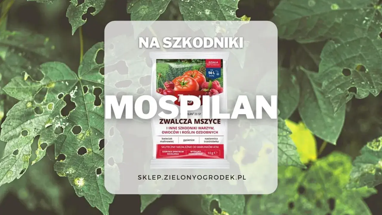 Mospilan na mszyce. Opakowanie środka ochrony roślin z pomidorami i malinami, zwalcza mszyce i inne szkodniki warzyw, owoców i roślin ozdobnych.