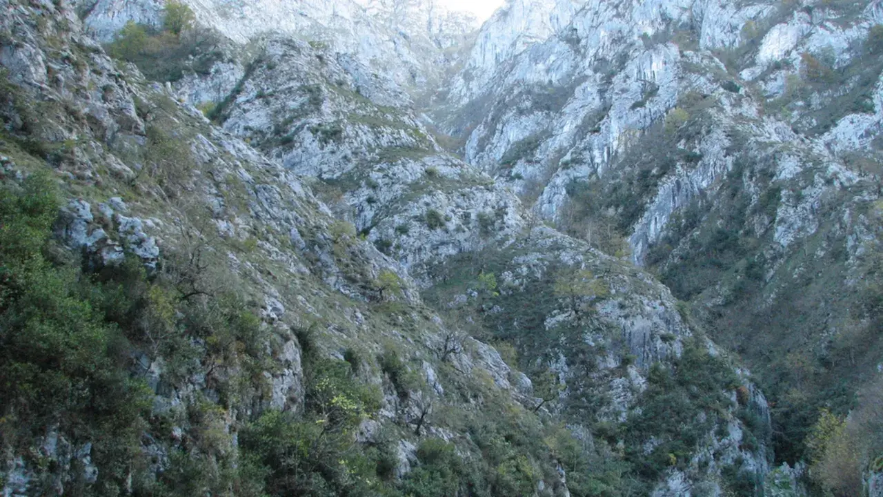 Impresionante vista del desfiladero de los Beyos, con sus escarpadas laderas rocosas cubiertas de vegetación.