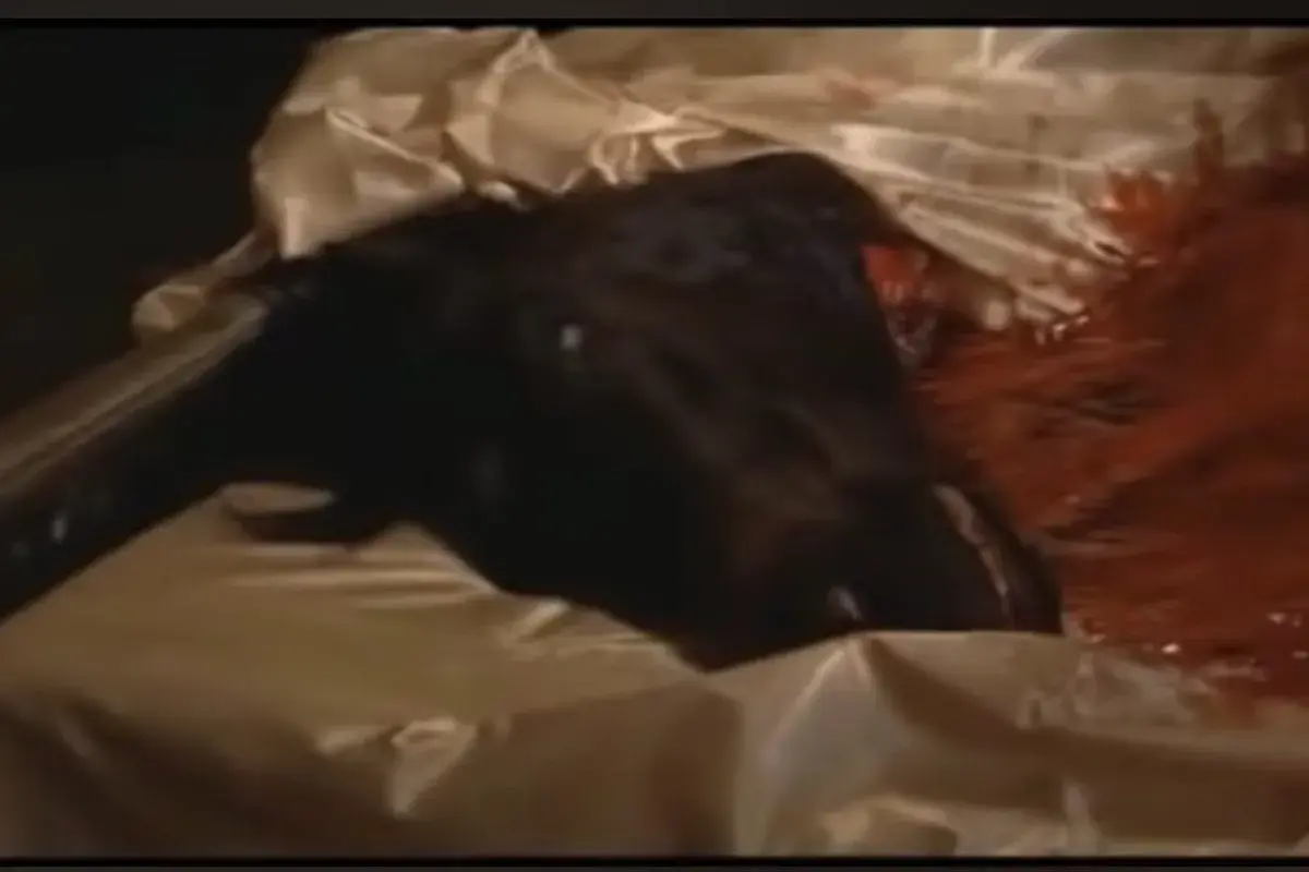 Una testa di cavallo scura giace su un letto di seta, con macchie rosse che suggeriscono un evento inquietante.