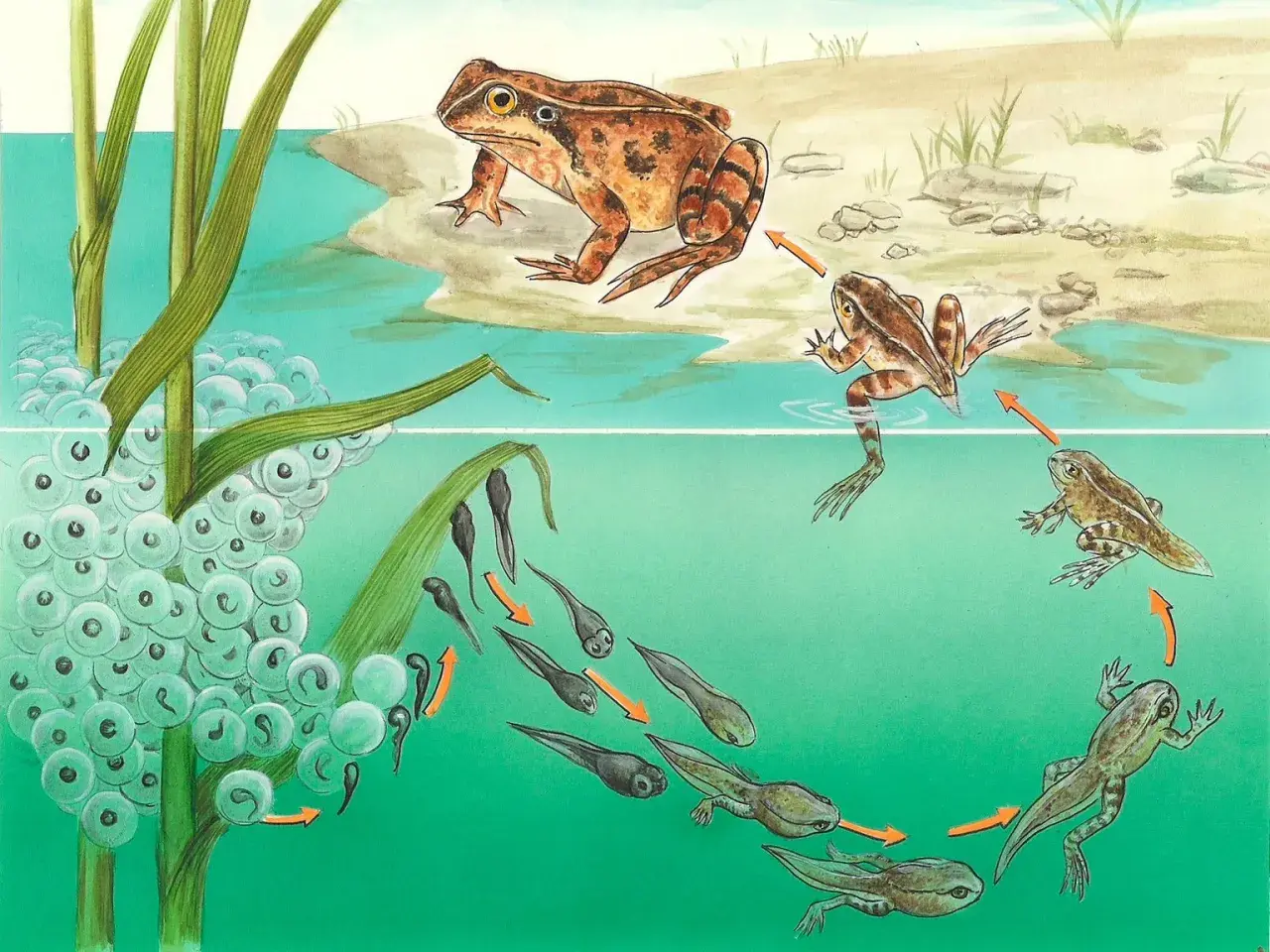 Der Lebenszyklus eines Frosches: Laich, Kaulquappen und erwachsene Tiere zeigen die faszinierende **Fortpflanzung Reptilien**-ähnlicher Amphibien.