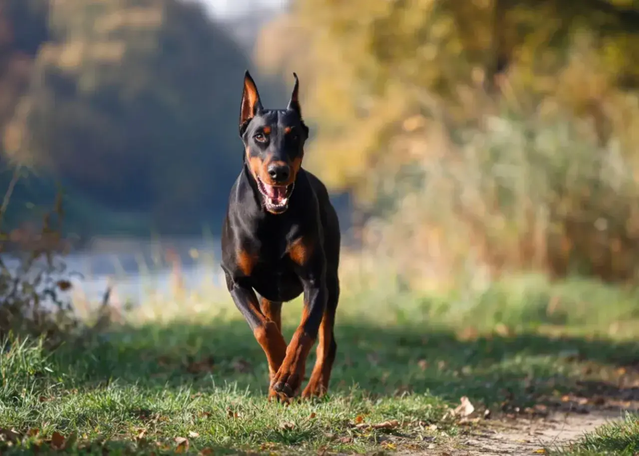 Doberman biegnie przez trawiasty teren, z otwartym pyskiem i radosnym wyrazem pyska.