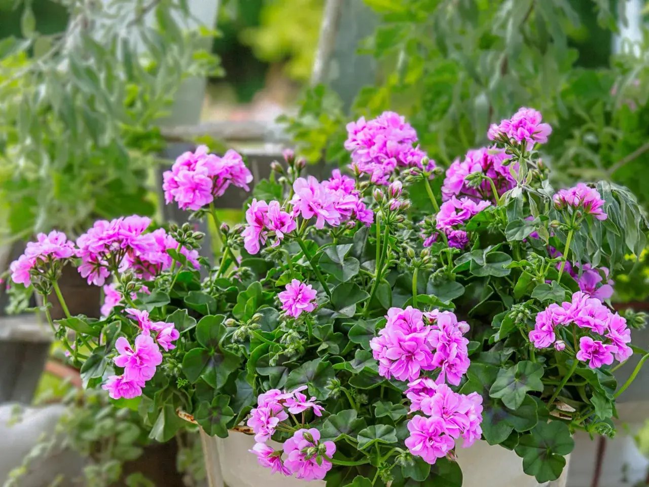 Kwitnące pelargonie bluszczolistne w donicy, tworzące bujne kępy różowych kwiatów. Sadzonki pelargonii bluszczolistnej pięknie ozdabiają taras.