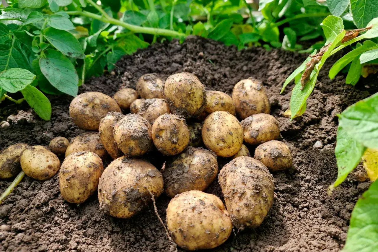 Nyskördade potatisar ligger på jordhögar, redo att odla efter potatis. Gröna blad syns i bakgrunden.