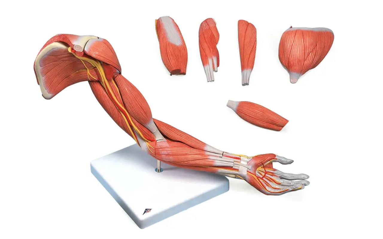Model anatomiczny przedstawiający mięśnie i nerwy ramienia i dłoni. Ciało ludzkie, części ciała ręka.