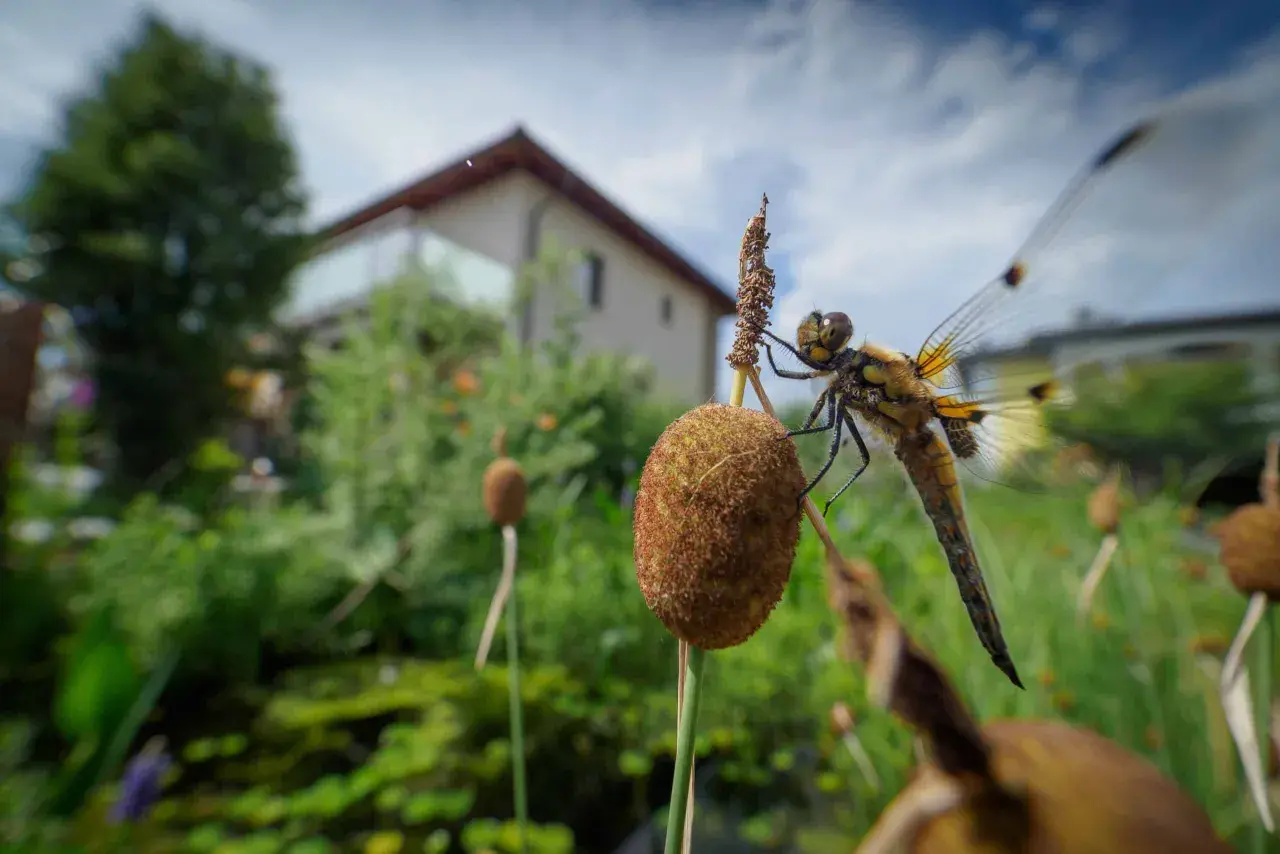 Libelle auf einem Schilfhalm, ein detaillierter libelle steckbrief im Fokus. Im Hintergrund ein Haus und üppige Vegetation.