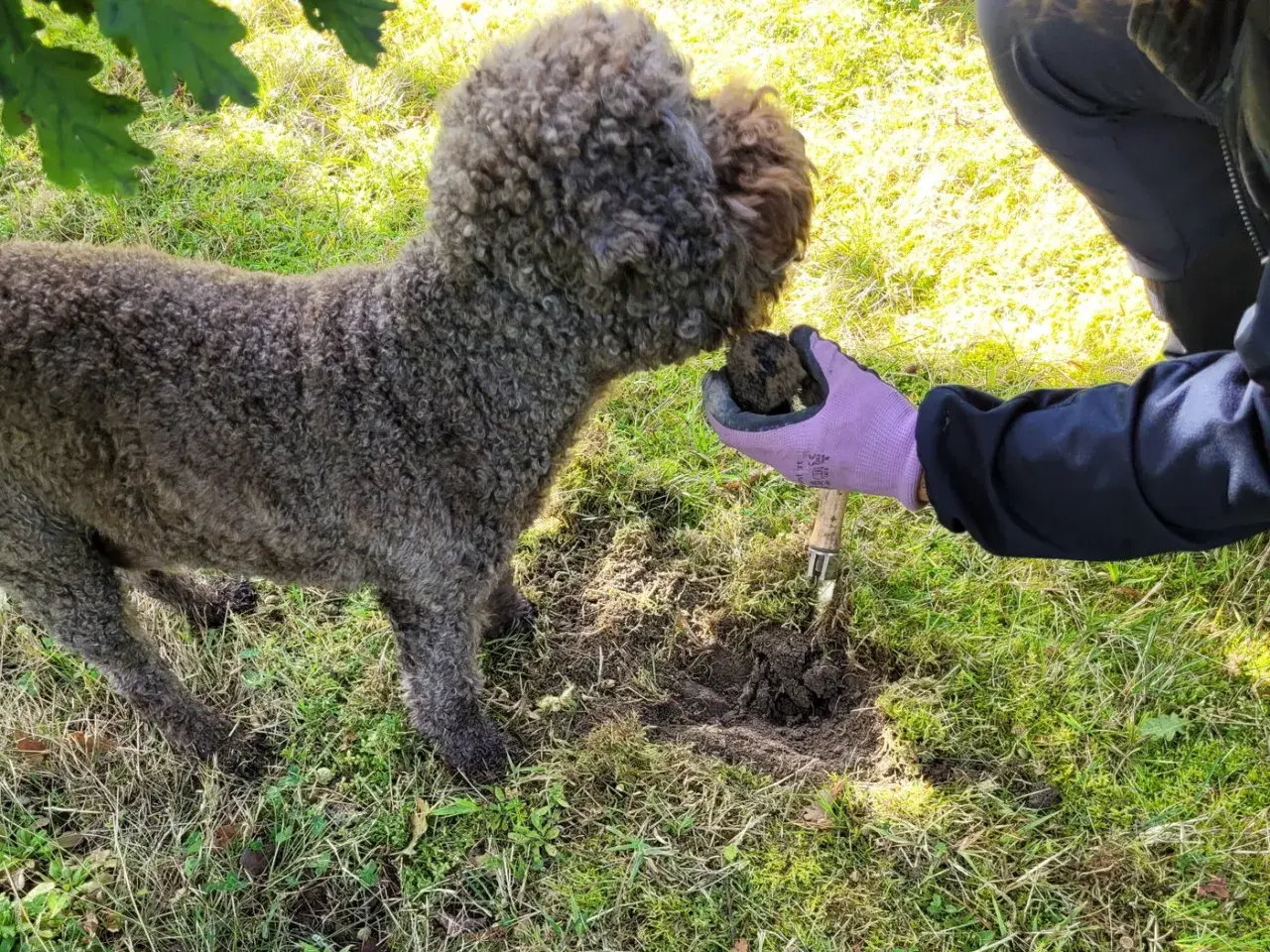 En hund hjälper till att leta efter svamp. Visste du att det finns tryffel i Sverige?