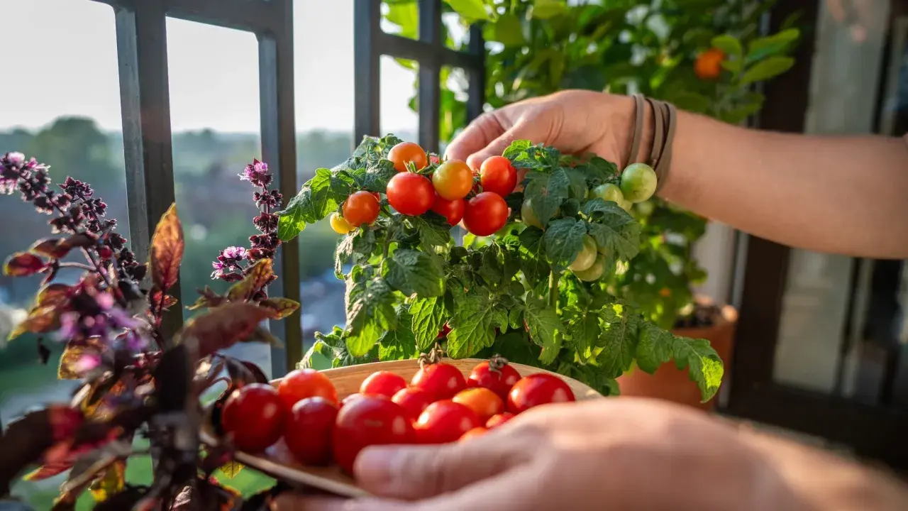 Frisch geerntete Kirschtomaten in einer Schale. So lagert man Tomaten am besten: direkt vom Strauch in die Sonne!