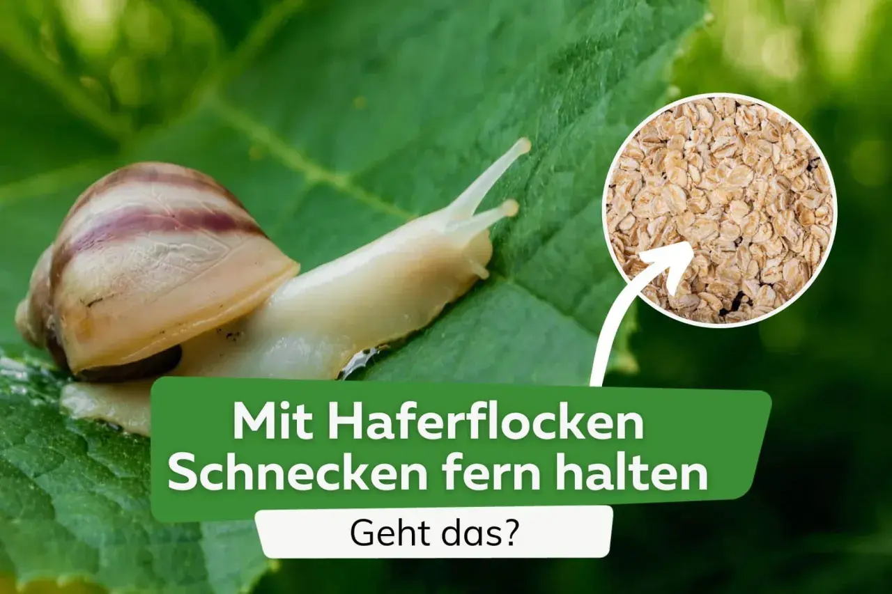 Schnecken auf einem Blatt, daneben ein Kreis mit Haferflocken. Text: "Mit Haferflocken Schnecken fern halten. Geht das?