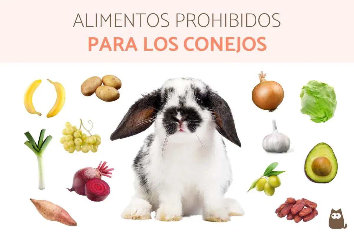 Un conejo adorable rodeado de alimentos que no pueden comer los conejos: plátanos, patatas, cebolla, ajo, aguacate, lechuga, puerro, remolacha, uvas, aceitunas y dátiles.