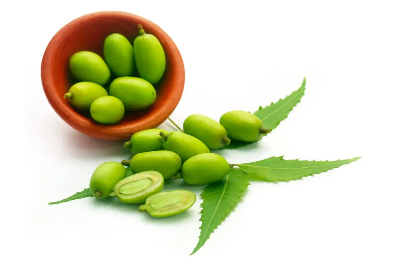 Frutti verdi di neem in una ciotola di terracotta e sparsi, con foglie. L'olio di neem per le piante ha controindicazioni da conoscere.