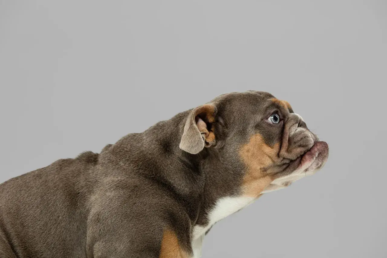 Un cachorro bulldog con orejas hacia atrás, mirando atentamente a un lado.