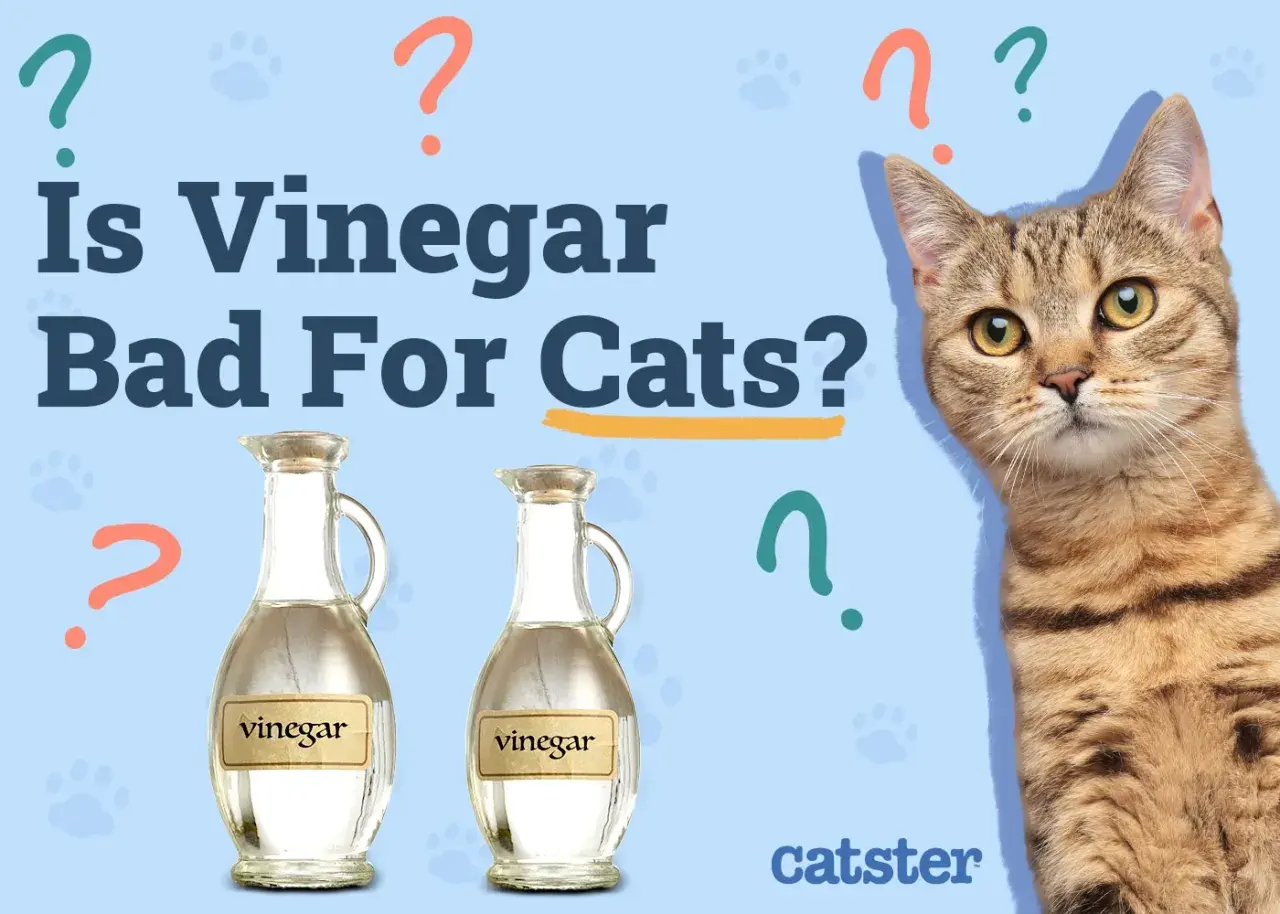 A cat looks at two bottles of vinegar, questioning, "Is vinegar bad for cats?