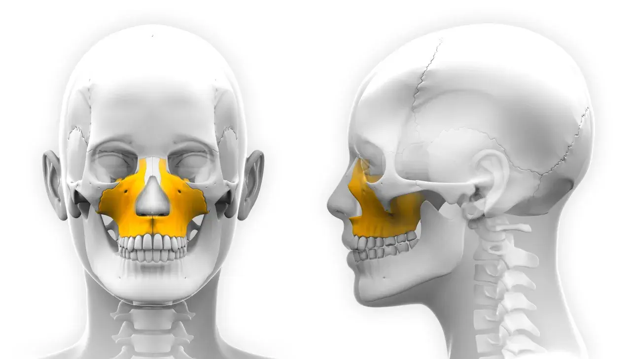Szczęka, kluczowy element anatomii twarzy, wyróżniona na żółto na modelach czaszki.