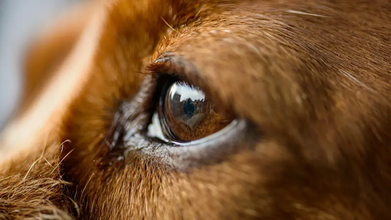 Close-up of a dog's brown eye, reflecting buildings. A bit of discharge near the eye might explain why does my dog have eye boogers all of a sudden.