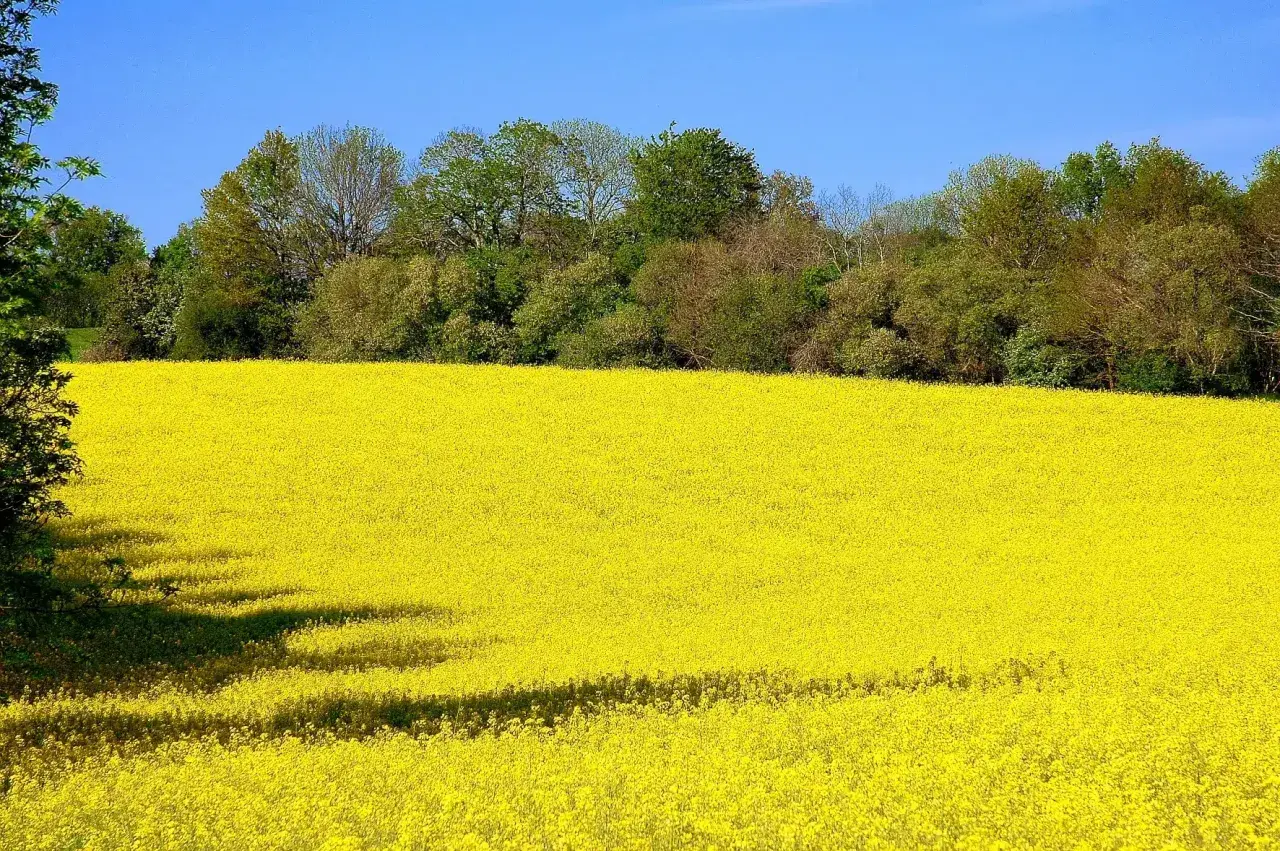 Champ de colza en pleine floraison, une mer jaune sous un ciel bleu. Cette variété de colza promet une belle récolte.