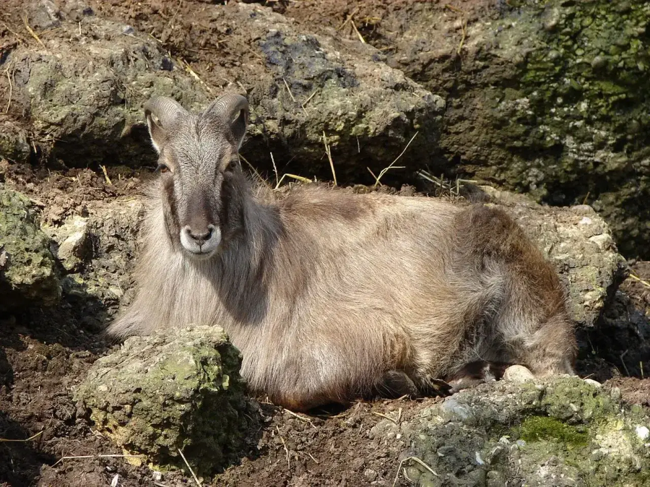 Una cabra del Himalaya, con su pelaje largo y cuernos curvados, descansa entre rocas.