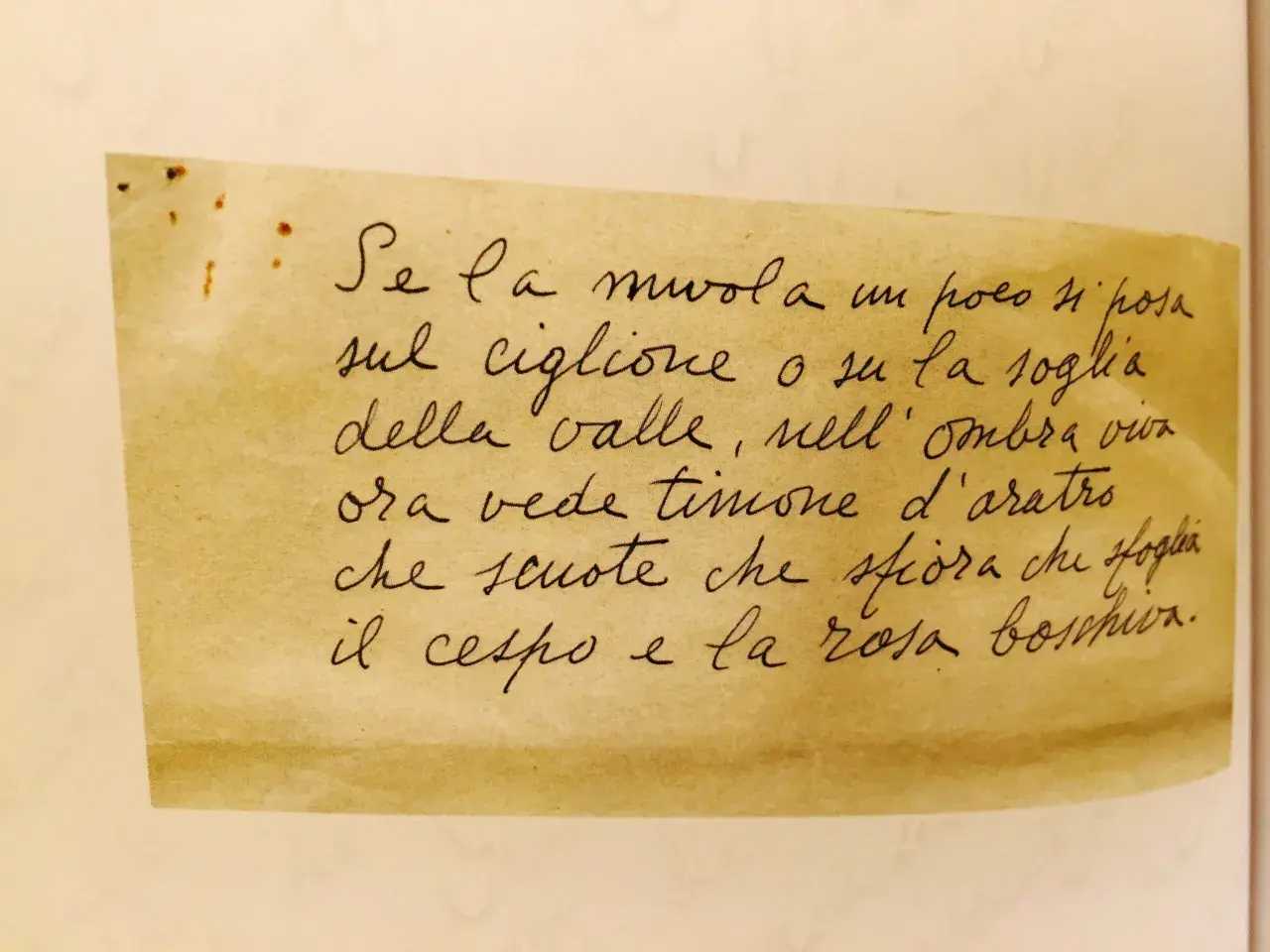 Scrittura a mano su carta ingiallita: "Se la nuvola un poco si posa sul ciglione o su la soglia della valle, nell'ombra viva ora vede timone d'aratro che scuote che sfiora che sfoglia il cespo e la rosa boschiva." Un piccolo lucio.