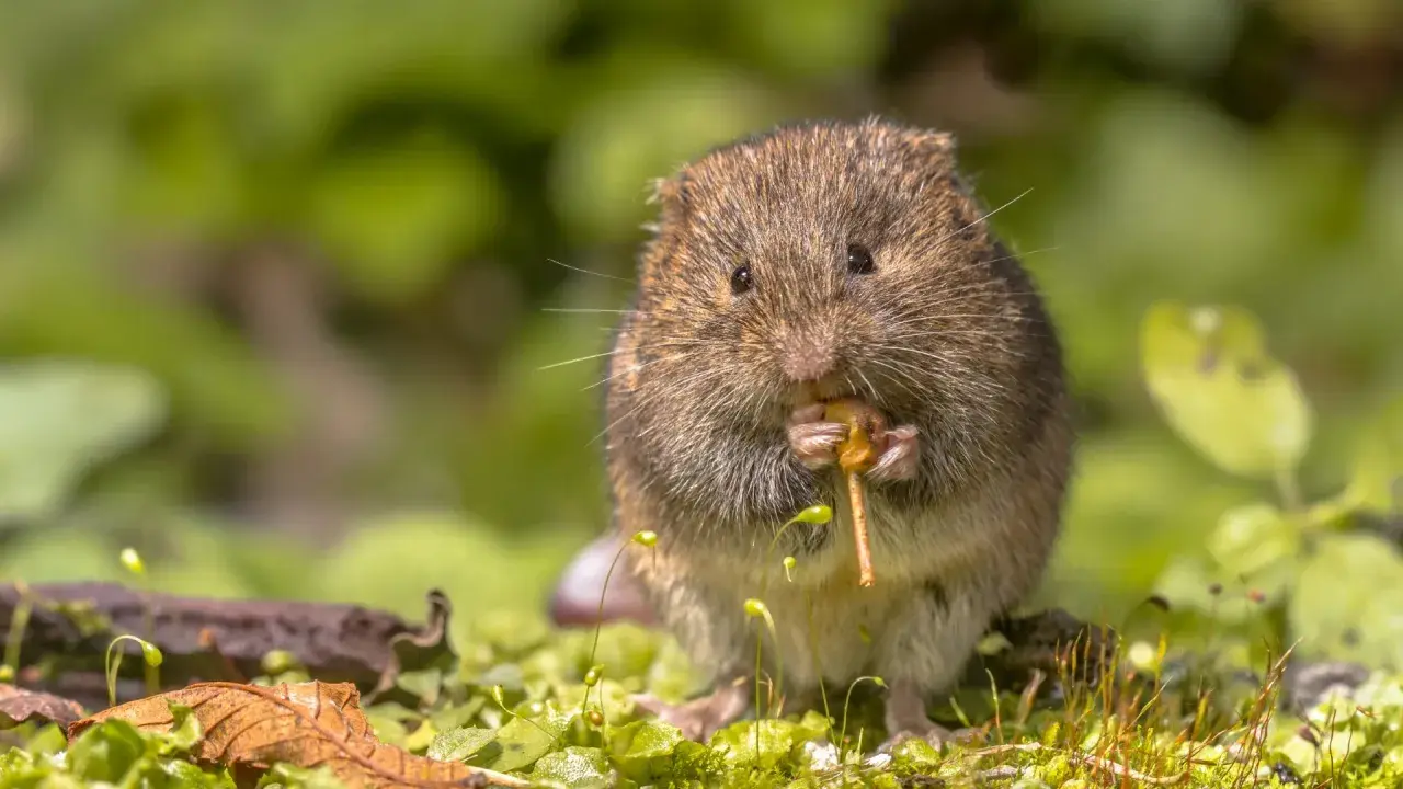 Un campagnol des champs, petit rongeur aux moustaches fines, grignote avec appétit une brindille au milieu d'une végétation luxuriante.