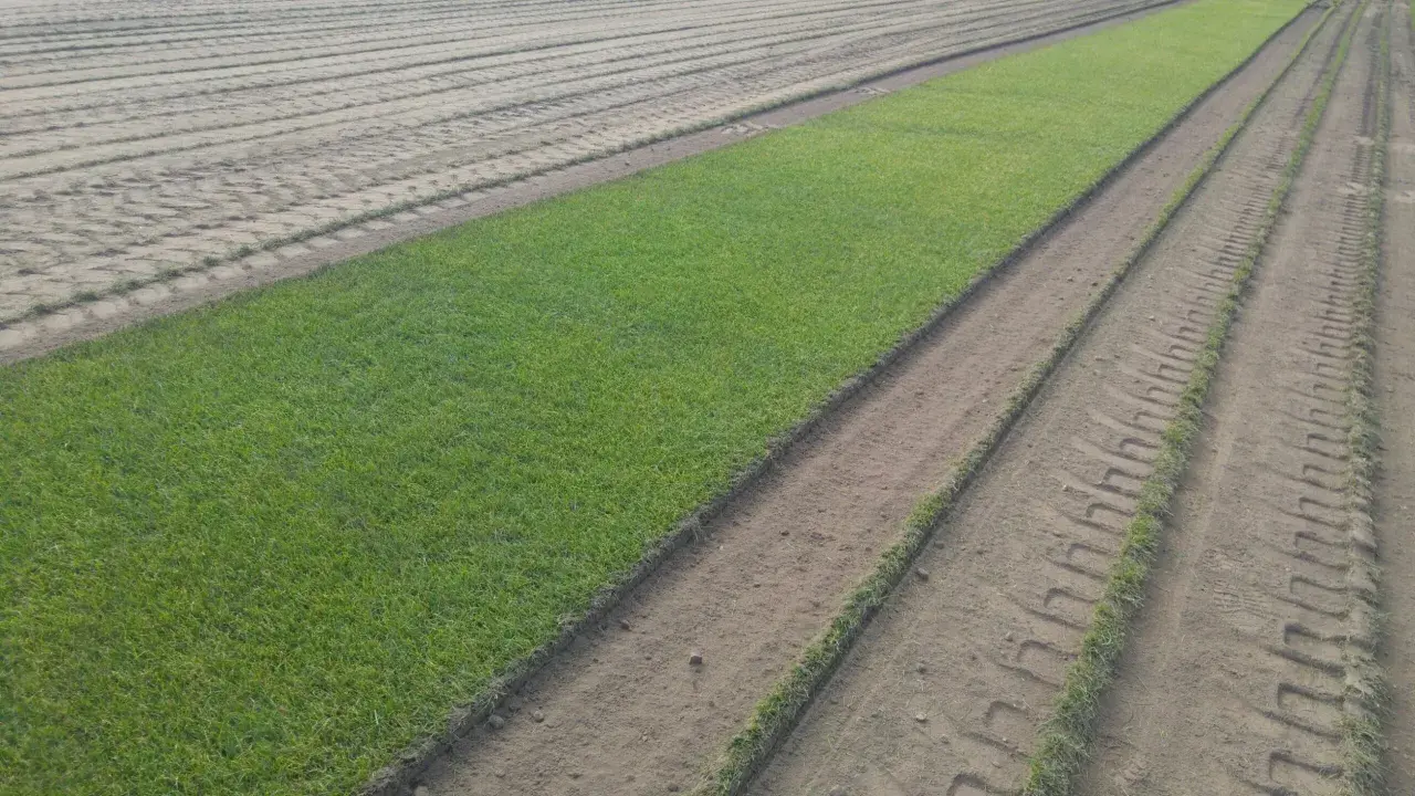 Pole z równo przyciętą trawą, obok przygotowana ziemia z widocznymi śladami po maszynach, sugerującymi wertykulację i aerację.