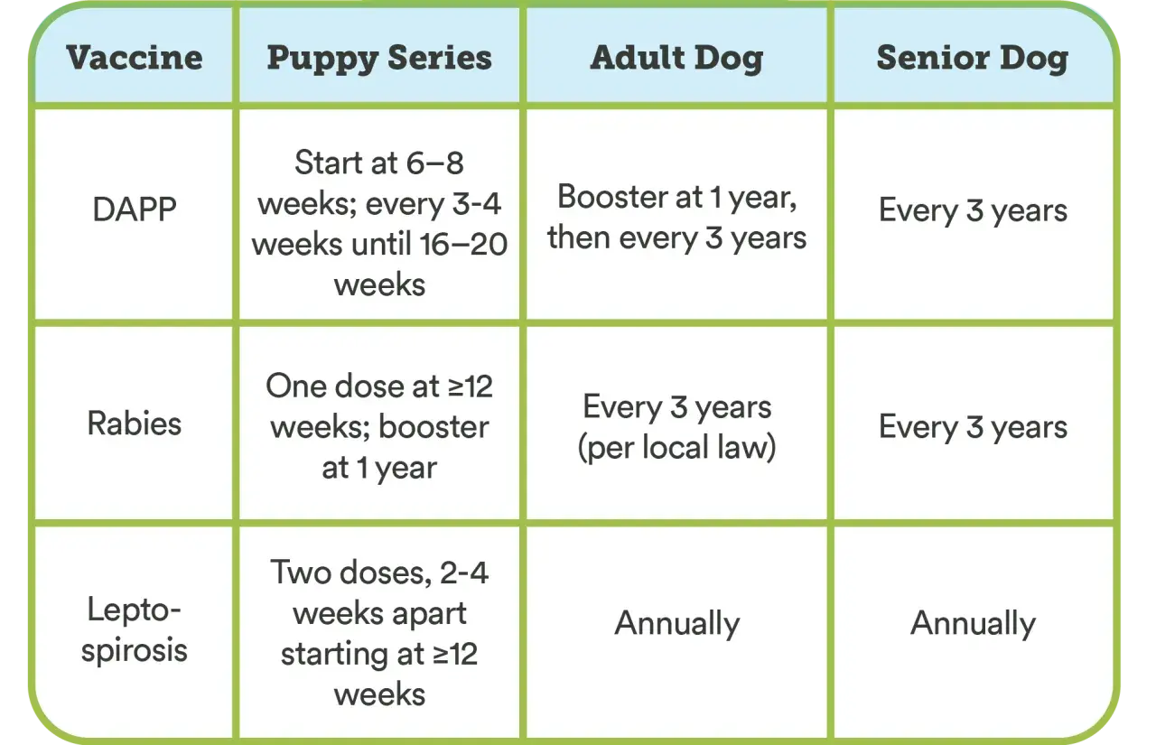Chart shows how often dogs need shots: DAPP every 3 years for adults/seniors, Rabies every 3 years, Leptospirosis annually.