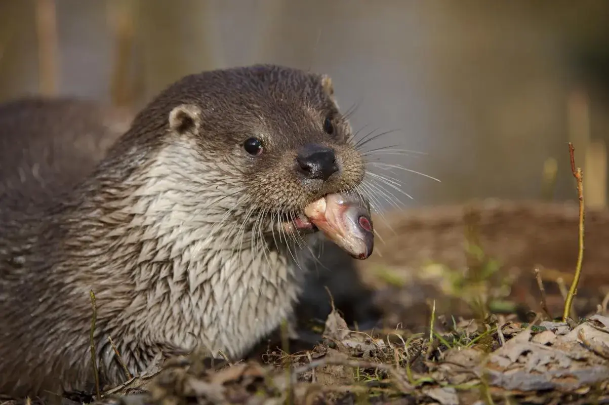 Ein Otter mit einem Fisch im Maul. Wie alt werden Otter? Diese Frage beschäftigt Naturfreunde, während sie dieses Raubtier beobachten.