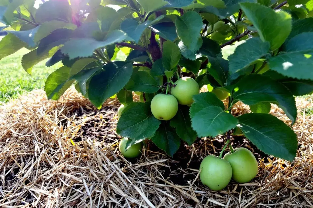 Jeunes pommes vertes sur un pommier, le sol est paillé. L'oidium pommier n'est pas visible, signe d'une bonne santé.