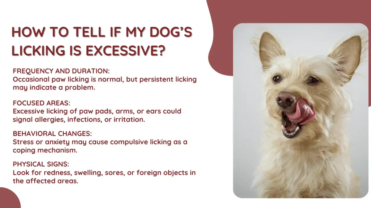 A scruffy dog licks its nose, illustrating why do dogs lick themselves. Excessive licking can signal problems like allergies or anxiety.
