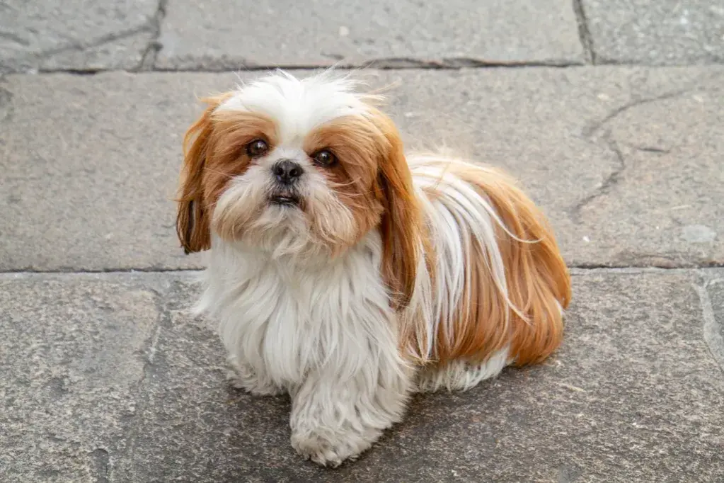 Shih tzu sierść czy włos - odkryj tajemnice pielęgnacji ich futra