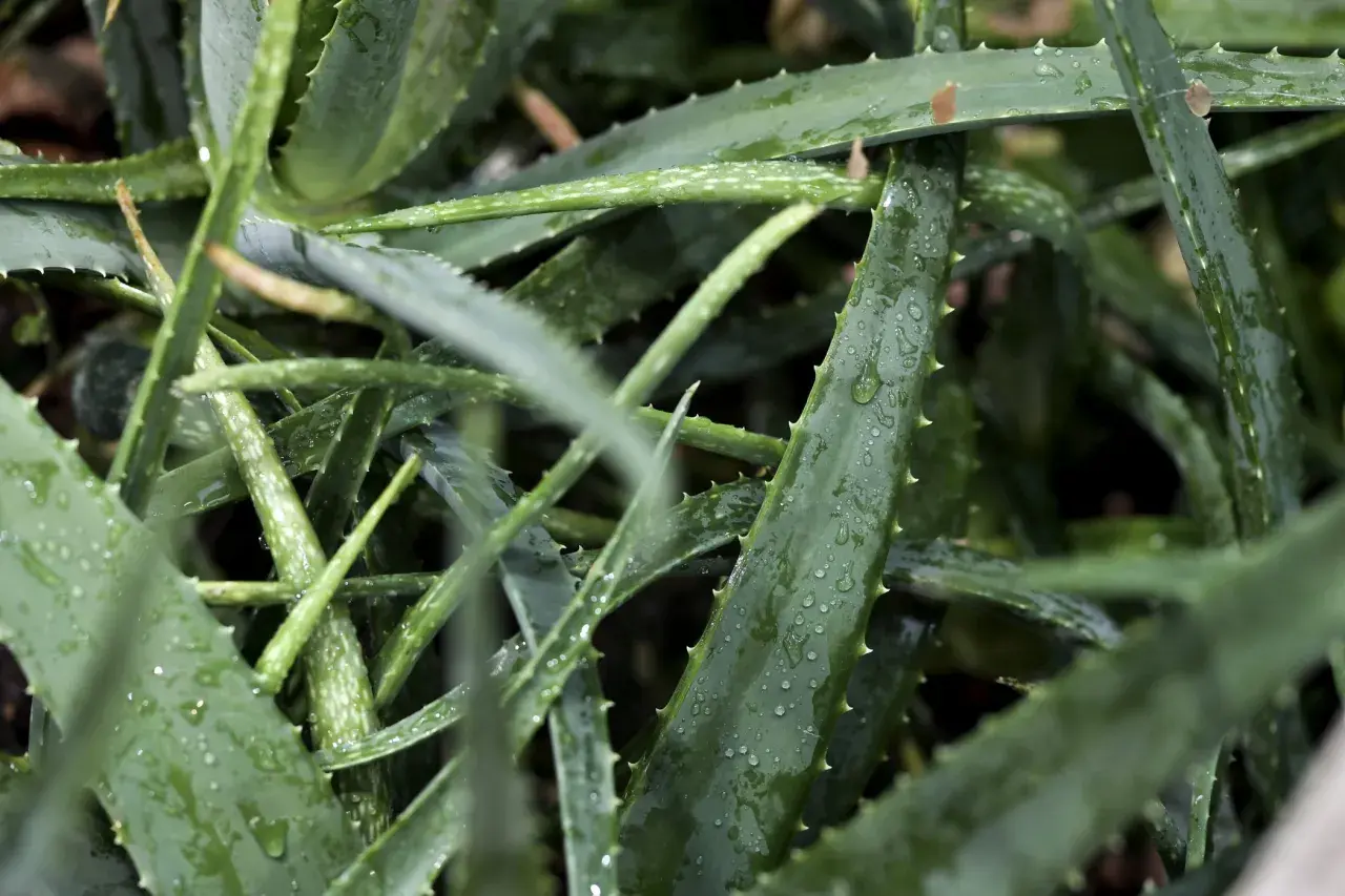 Närbild på saftiga, gröna aloe vera-blad med vattendroppar. Perfekt för att stimulera rotbildning.