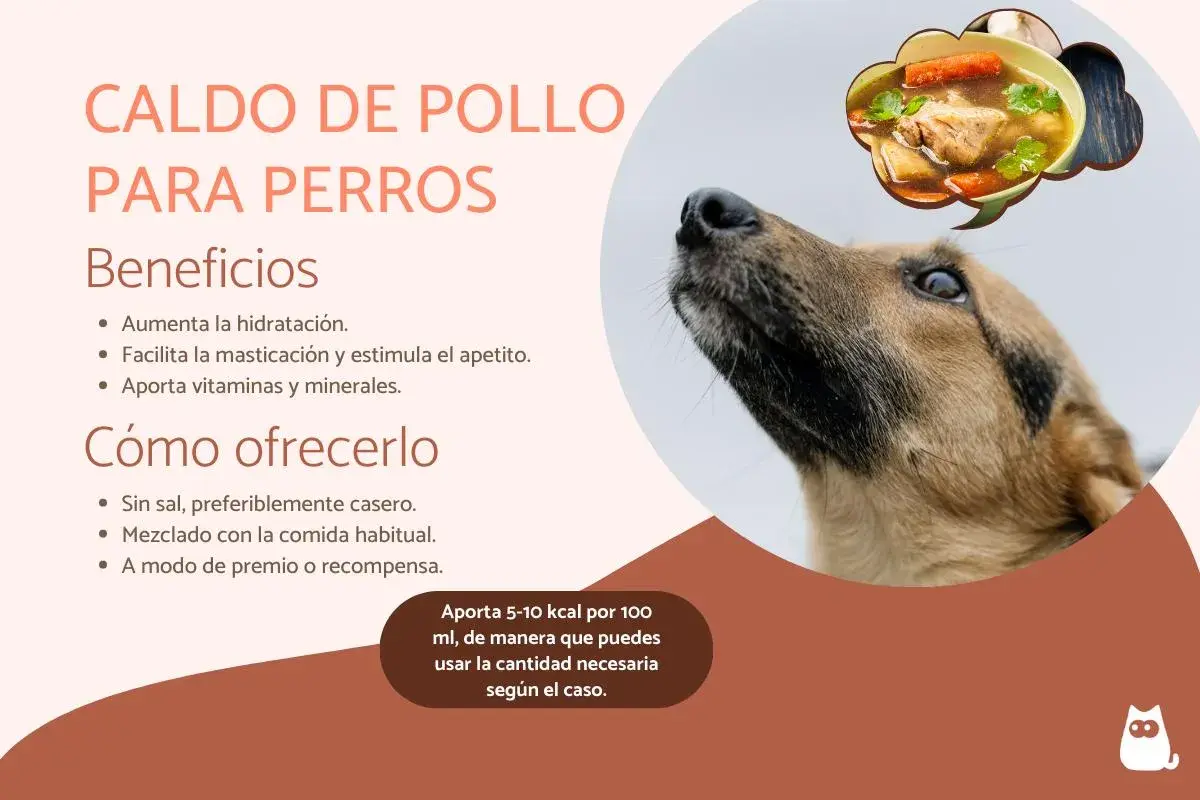 Un perro mira hacia arriba, soñando con un tazón de caldo de pollo para perros, lleno de zanahorias y hierbas.