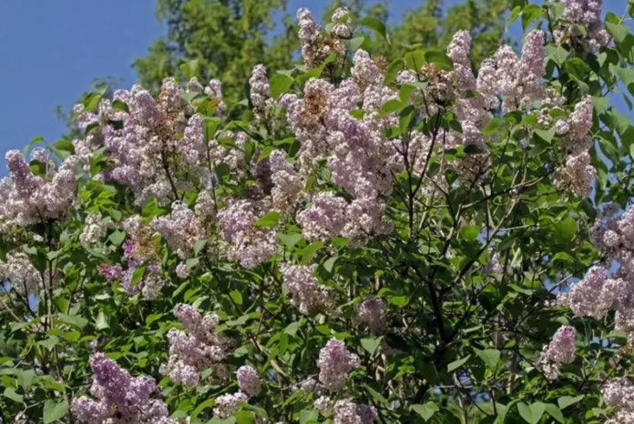 A bush with abundant clusters of pale purple lilac flowers and green leaves against a blue sky.