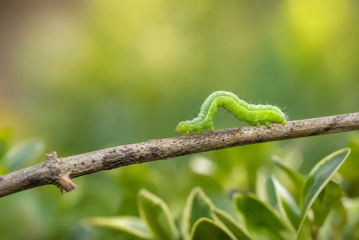 Une chenille verte se faufile sur une branche, son corps ondulant avec grâce.